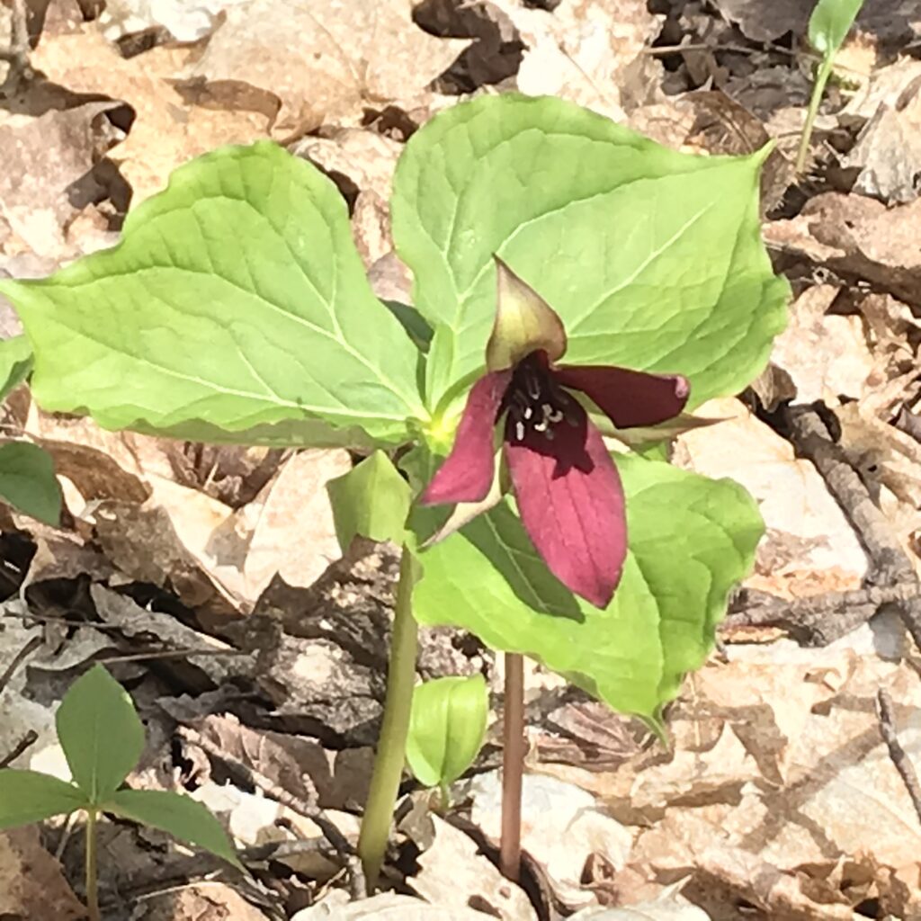 Red Trillium