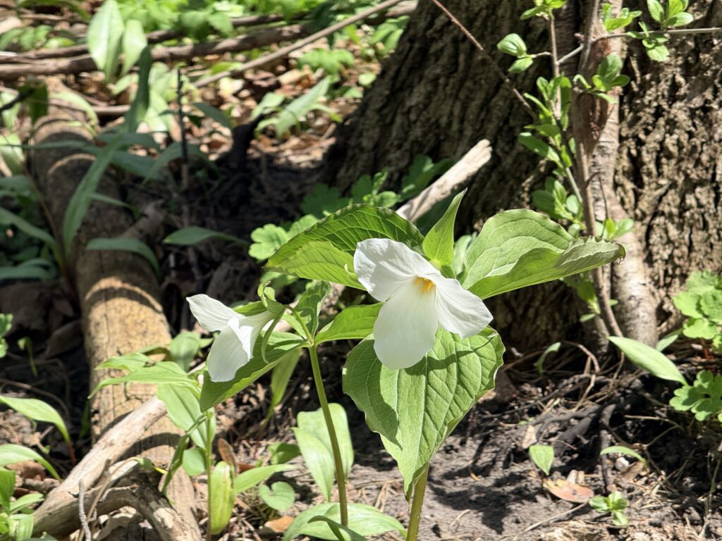 White Trillium Flower of Ontario